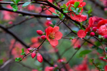 Japanese quince Chaenomeles Japonica blooming. Red flowers on the branch of a Bush under the water droplets. Spring.