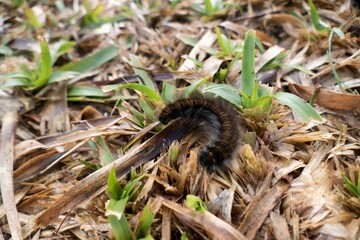 a centipede in the grass
