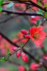 Japanese quince Chaenomeles Japonica blooming. Red flowers on the branch of a Bush under the water droplets. Spring.