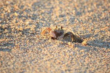 Busy Ghost crab digging a hole