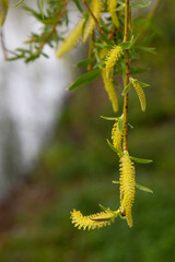Willow by the water with a reflection. Flowering willow in early spring. Yellow stamens and you on the branches.