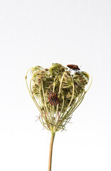 Naklejka premium primo piano di daucus carota con insetti