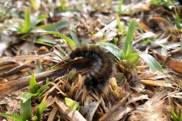 a centipede in the grass