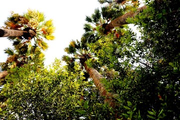 Nationalgarten Athen