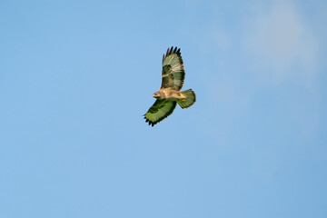 A common buzzard bird, bird of pray, buteo buteo, in flight against a white sky
