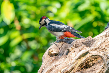 Colorful Great spotted woodpecker on a tree. Side view in full body