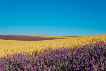 Obraz na płótnie Canvas field of flowering purple lavender and yellow wheat Provence summer flowers
