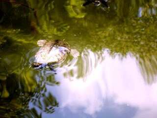 Sumpfschildkröte