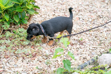 Cute Jack russel terrier puppy, curiously walks on a leash in th