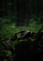 buddha hand on dark abstract nature background. religion art concept. Buddhism culture symbol. relax, travel, vacation. image of serenity and peaceful. copy space