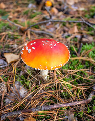 Toxic toadstool mushroom in the autumn forest
