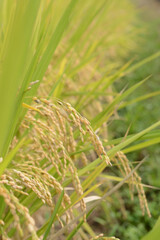 秋の稲穂
