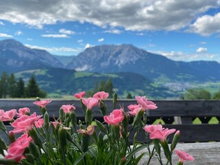 beautiful panorama with flowers in the Austrian Alps - Styria, Ennstal