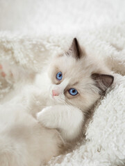 fluffy kitten on white in a plaid. Bicolor Rag Doll Cat