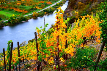 herbstlich gefärbtes Unteres Moseltal im Bereich Winninger Brücke und Dieblich