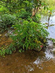 stream in the forest