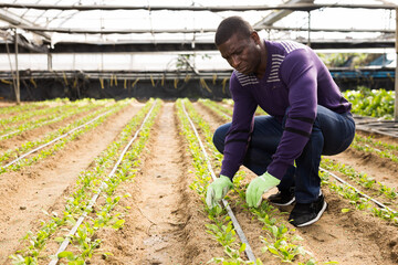 Afro man controlling quality of young plants in glasshouse farm