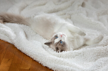 fluffy kitten on white in a plaid. Bicolor Rag Doll Cat