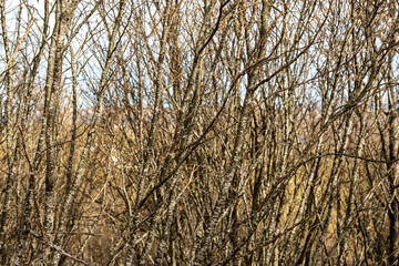 Closeup of many beech bare trees in winter on Lessinia Plateau (Altopiano della Lessinia, Veneto, Italy, Europe.