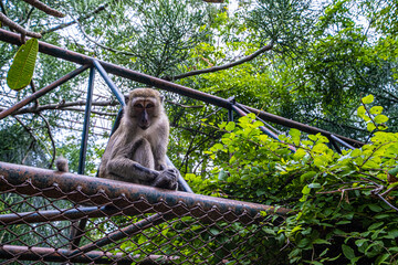 monkey sitting on a tree in Thailand