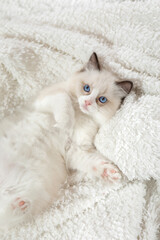 Fototapeta na wymiar fluffy kitten on white in a plaid. Bicolor Rag Doll Cat