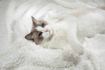 fluffy kitten on white in a plaid. Bicolor Rag Doll Cat
