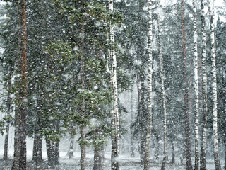 Fototapeta premium Blowing snow in the forest as a winter background with a shallow focus.