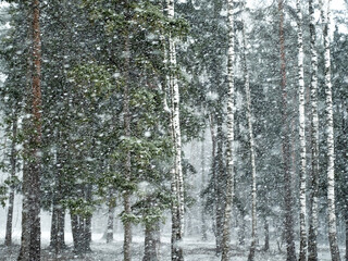 Blowing snow in the forest as a winter background with a shallow focus.