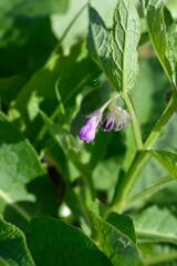 Common comfrey