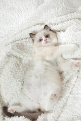 Fototapeta na wymiar fluffy kitten on white in a plaid. Bicolor Rag Doll Cat