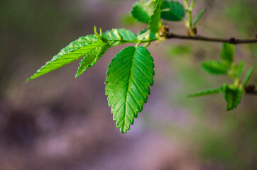 Beauty of nature, green leaf, on a branch, Wallpaper, screensaver
