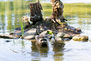 raccoon is swimming in pond