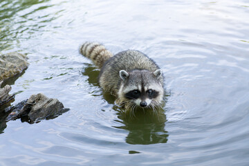 raccoon is swimming in pond
