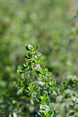 Garden thyme