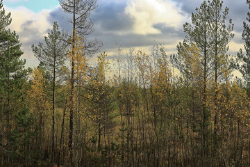 golden autumn forest landscape, mixed forest view, taiga, nature in october