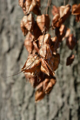 Golden rain tree