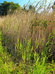 秋の湿地の葦の枯れ草と若草