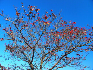 晩秋の花水木の紅葉と青空