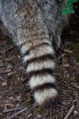 close up for fluffy raccoon tail  © Asako