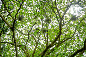 heron's nests on tree