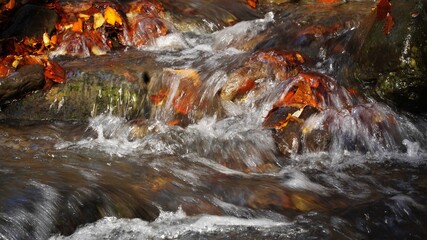 Autumn water of Transcarpathia