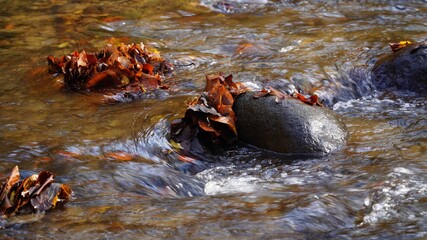 Autumn water of Transcarpathia