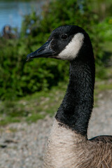 goose head