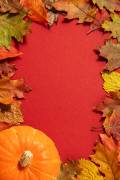 Thanksgiving red background frame with decorative pumpkins. Autumn still life. Halloween holiday.