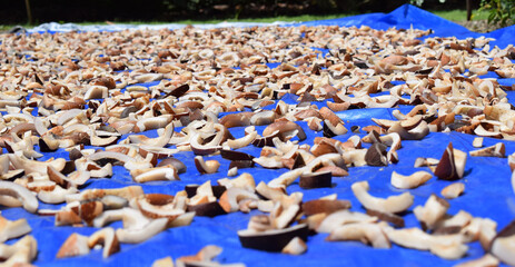 Coconut dries out in the sun