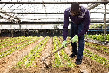 Afro male worker supervising growth of young houseplants in greenhouse farm
