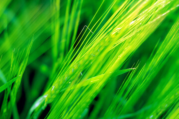 Straws of barley on the field.