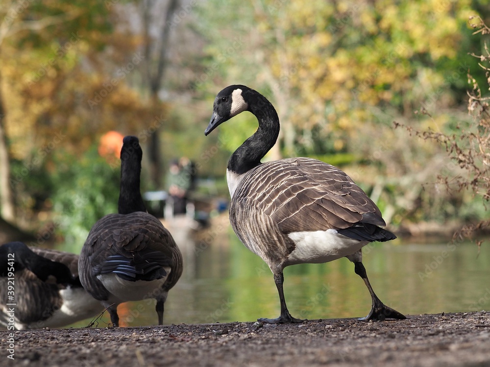 Wall mural Canada Geese