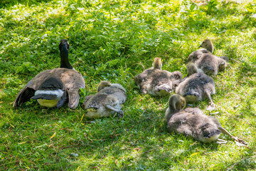 family of canada goose on grass