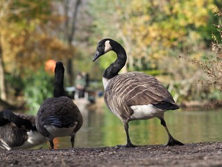 Canada Geese